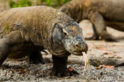 croisière plongée komodo