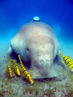 Destination Plongée Dugong avec voyage-plongee.com Pas d'illustration
