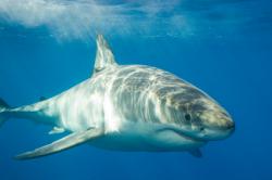séjour plongée requin