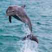 Destination Croisière Plongée Dauphins : un rêve ! avec voyage-plongee.com Pas d'illustration