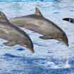Destination Nager Dauphins avec voyage-plongee.com Pas d'illustration