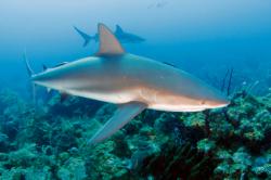 croisière plongée requin