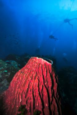 croisière plongée similan