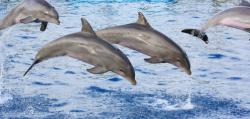 nager avec les dauphins