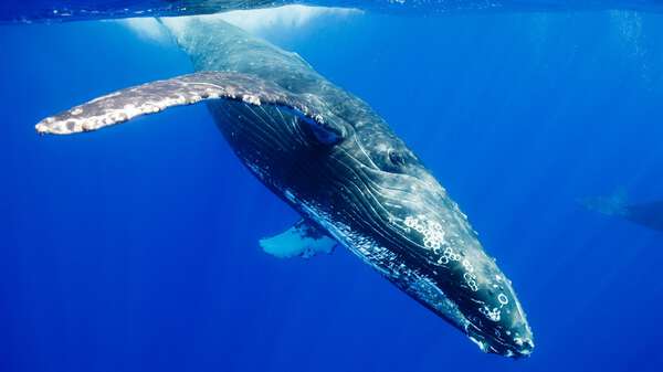 Plongée baleine à bosse Plongée baleine à bosse