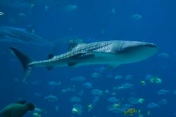 plongée requin baleine