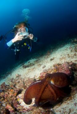 séjour plongée sulawesi