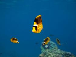 séjour plongée dahab mer rouge