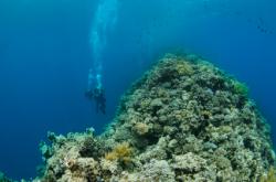 séjour plongée dahab