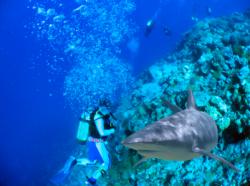 séjour plongée grande barrière de corail