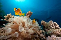 séjour plongée lembeh