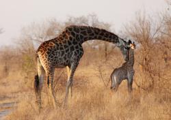 voyage en afrique du sud