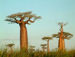 voyage à madagascar