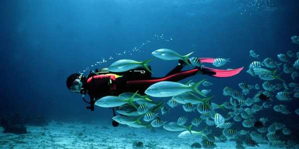 Découvrir la plongée sous marine avec voyage-plongee.com Découvrir la plongée sous marine avec voyage-plongee.com